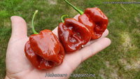 Habanero Cappuccino - Pepper Seeds - White Hot Peppers